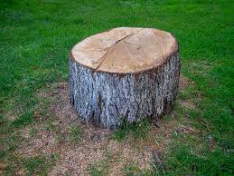 Best Tree Trimming and Pruning  in Lake Dunlap, TX