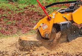 Best Lawn Disease Treatment  in Lake Dunlap, TX