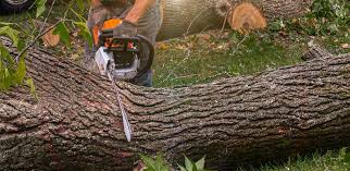 Best Lot and Land Clearing  in Lake Dunlap, TX