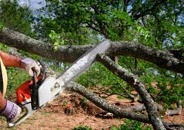 Best Tree Health Inspection  in Lake Dunlap, TX