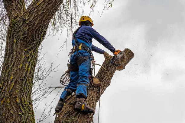 Best Stump Grinding and Removal  in Lake Dunlap, TX