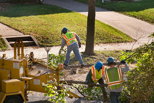 Best Seasonal Cleanup (Spring/Fall)  in Lake Dunlap, TX