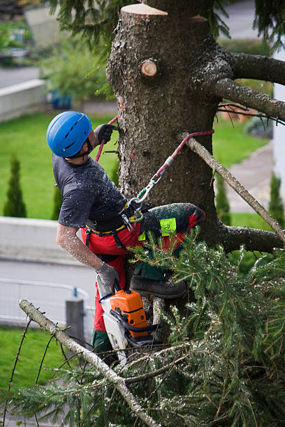Best Fruit Tree Pruning  in Lake Dunlap, TX