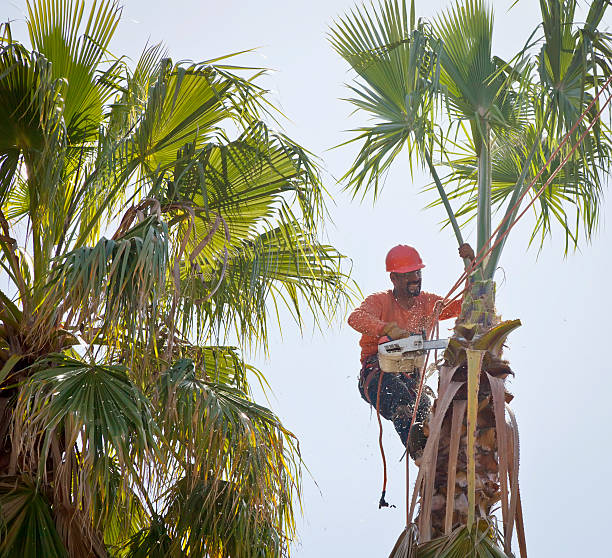 Professional Tree Services in Lake Dunlap, TX