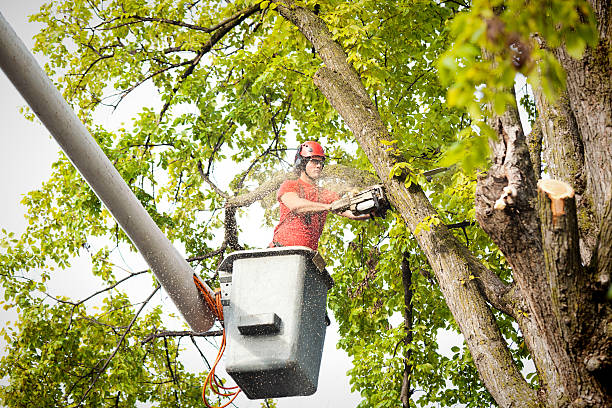  Lake Dunlap, TX Tree Services Pros