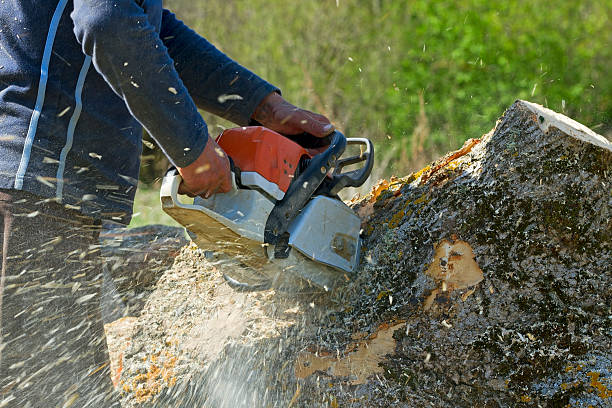 Best Hazardous Tree Removal  in Lake Dunlap, TX