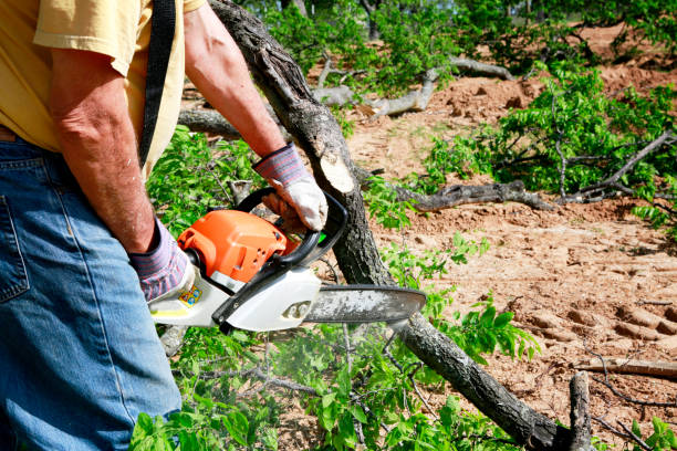 Best Tree Risk Assessment  in Lake Dunlap, TX